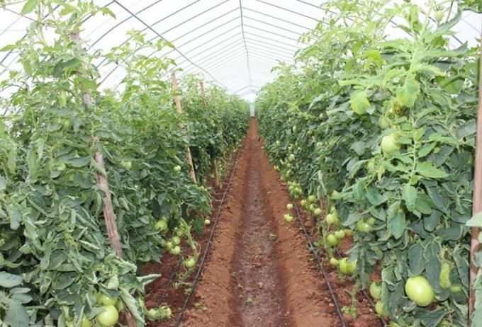 無土栽培,無土栽培技術,無土栽培設備