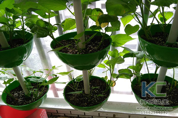 無(wú)土栽培，無(wú)土栽培技術(shù)，無(wú)土栽培設(shè)備
