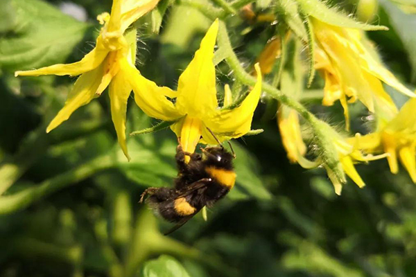 無土栽培，無土栽培技術(shù)，無土栽培設(shè)備