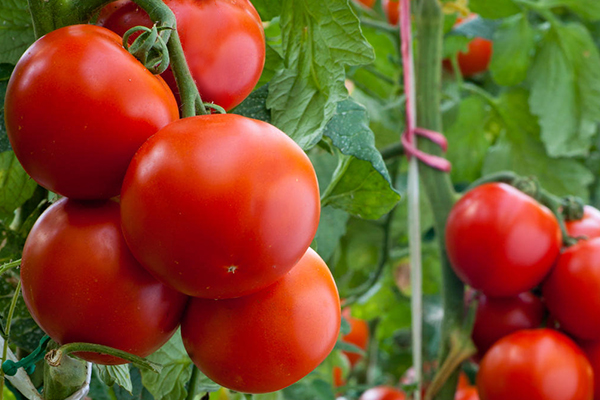 無土栽培，無土栽培技術(shù)，無土栽培設(shè)備