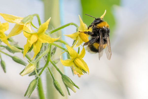 無土栽培，無土栽培技術(shù)，無土栽培設(shè)備