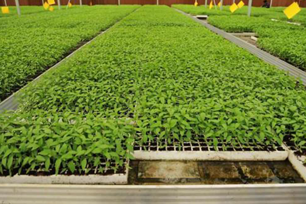 無土栽培，無土栽培技術，無土栽培設備