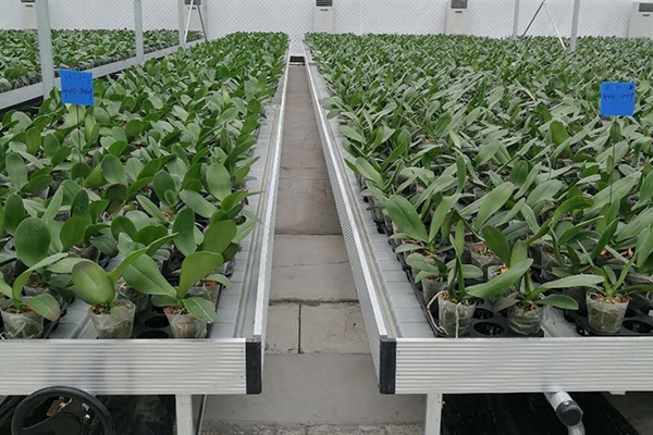 無土栽培，無土栽培技術，無土栽培設備