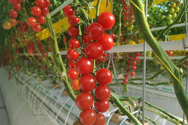 無土栽培，無土栽培技術(shù)，無土栽培設(shè)備