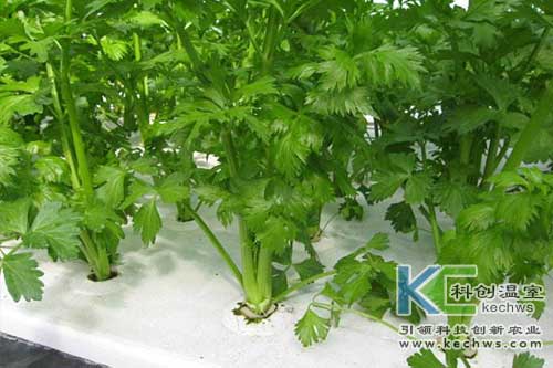 無土栽培，無土栽培技術，無土栽培設備