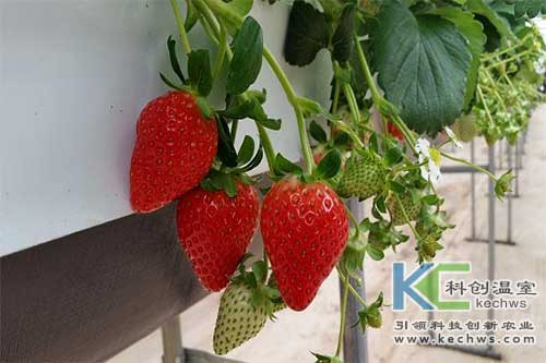 無土栽培，無土栽培技術(shù)，無土栽培設(shè)備