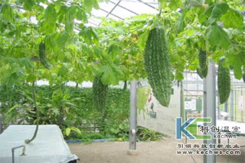 無土栽培，無土栽培技術(shù)，無土栽培設(shè)備