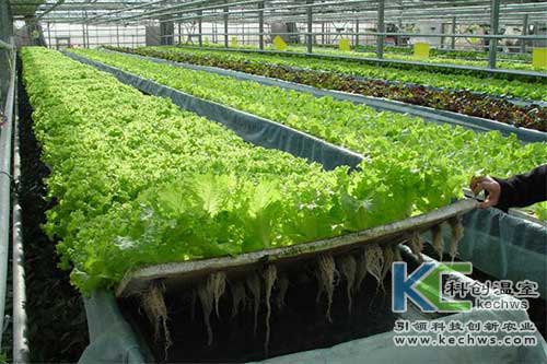 無土栽培，無土栽培技術，無土栽培設備
