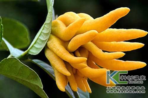 無土栽培，無土栽培技術，無土栽培設備