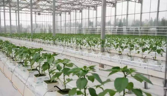 無土栽培,無土栽培技術,無土栽培設備