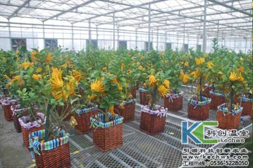 無土栽培，無土栽培技術，無土栽培設備
