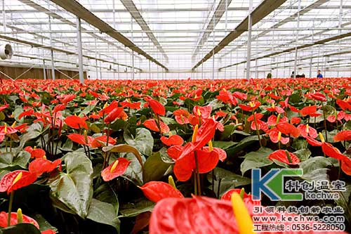 無土栽培，無土栽培技術(shù)，無土栽培設(shè)備