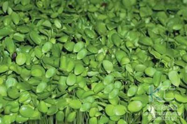 無土栽培，無土栽培技術(shù)