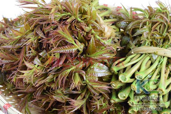 無土栽培，無土栽培技術