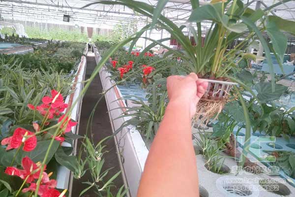 無土栽培，無土栽培技術，無土栽培設備