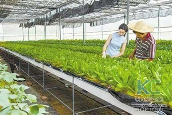 無土栽培，無土栽培技術(shù)，無土栽培設(shè)備