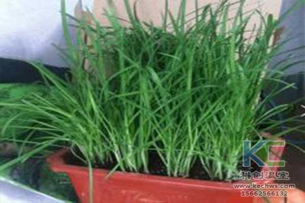 無土栽培，無土栽培技術，無土栽培設備