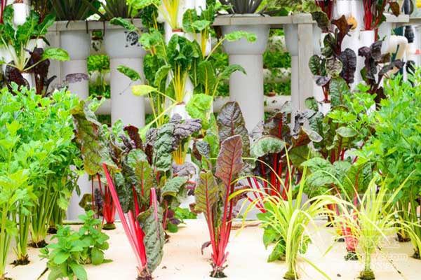 無土栽培，無土栽培技術(shù)，無土栽培設(shè)備