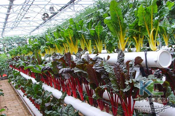 無土栽培，無土栽培技術，無土栽培設備