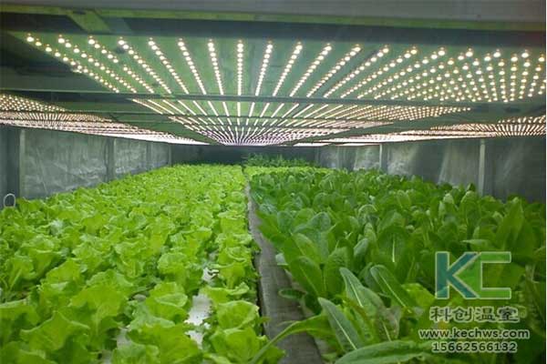 無土栽培，無土栽培技術，無土栽培設備