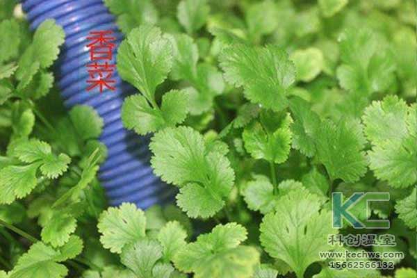 無土栽培，無土栽培技術(shù)，無土栽培設(shè)備