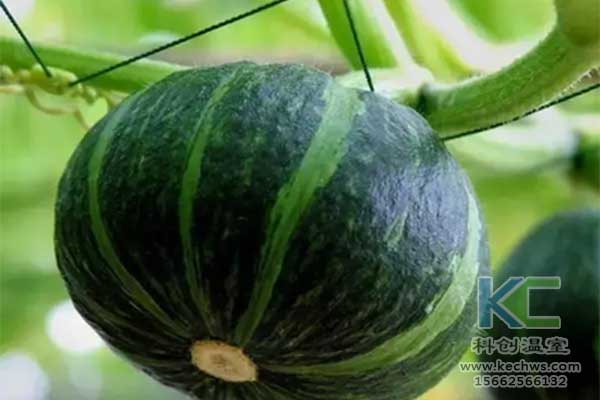 無土栽培，無土栽培技術(shù)，無土栽培設(shè)備