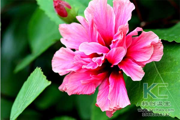 無土栽培，無土栽培技術，無土栽培設備