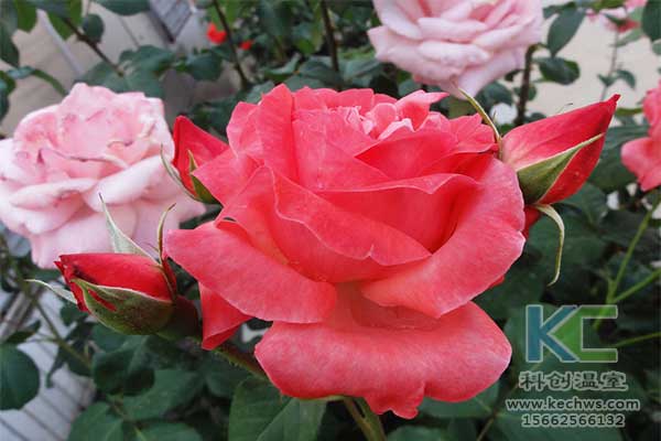 無土栽培，無土栽培技術(shù)，無土栽培設(shè)備