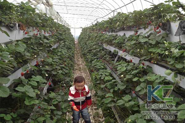 無土栽培，無土栽培技術，無土栽培設備