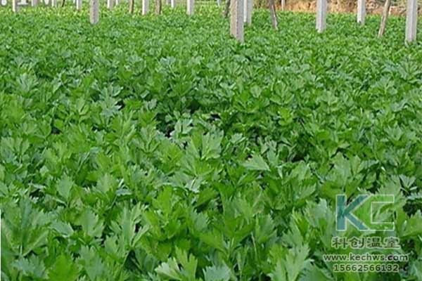 無土栽培，無土栽培技術，無土栽培設備