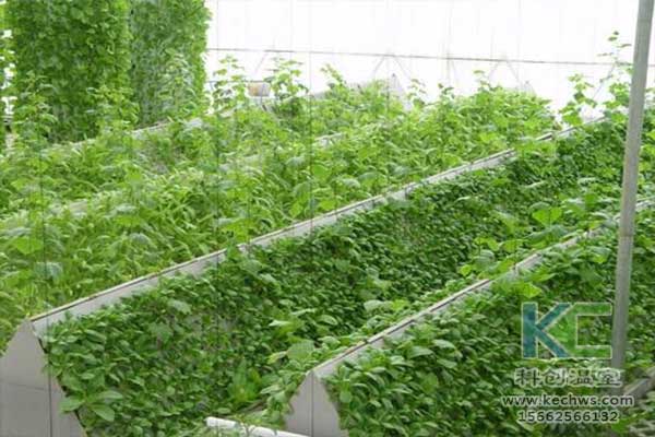 無土栽培，無土栽培技術，無土栽培設備