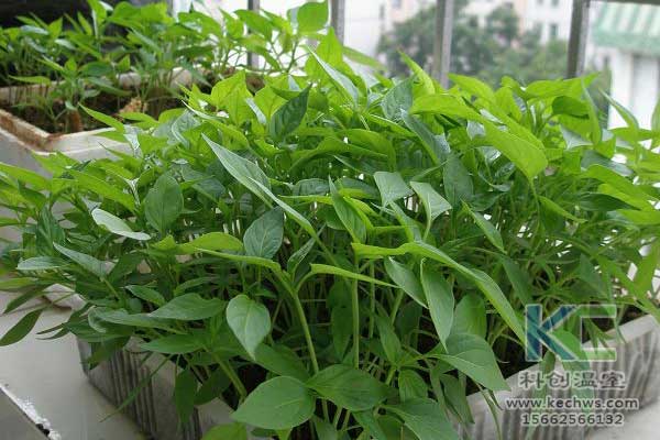 無土栽培，無土栽培技術