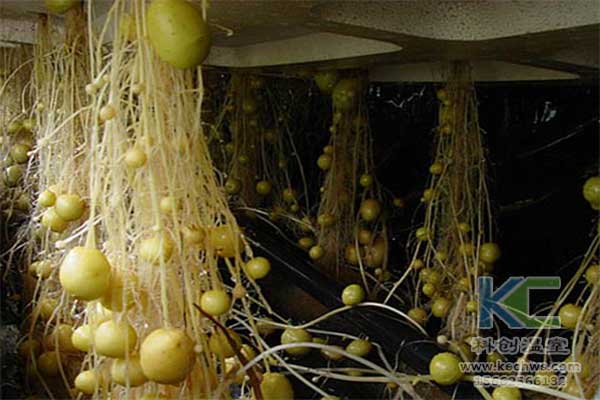 無土栽培，無土栽培基質(zhì)