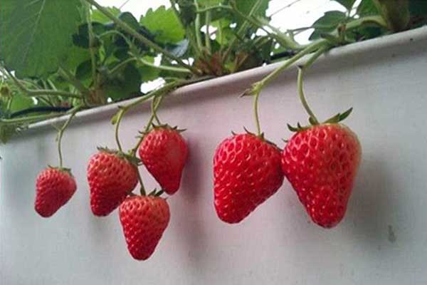 無(wú)土栽培，無(wú)土栽培技術(shù)，無(wú)土栽培設(shè)備