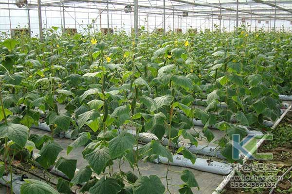 無土栽培，無土栽培技術(shù)，無土栽培設(shè)備