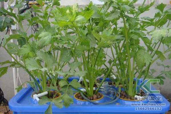 無土栽培，無土栽培技術，無土栽培設備