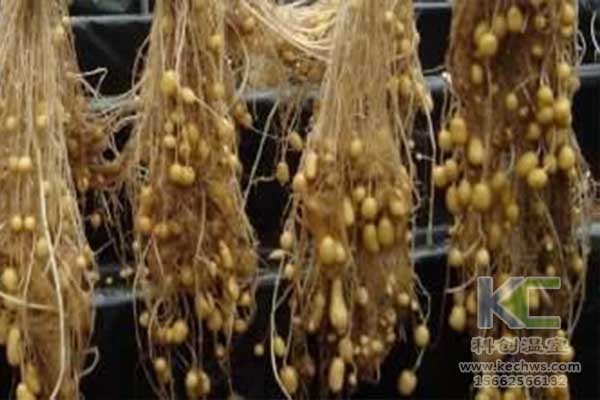 無土栽培，無土栽培技術，無土栽培設備