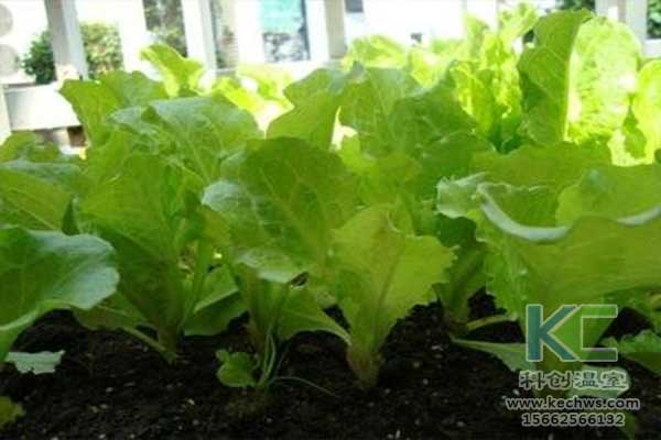 無土栽培，無土栽培技術，無土栽培設備