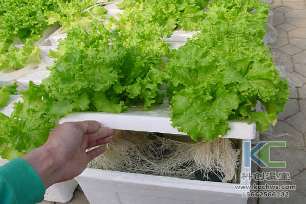 現(xiàn)代農(nóng)業(yè)生態(tài)，。無(wú)土栽培技術(shù)，無(wú)土栽培，溫室大棚