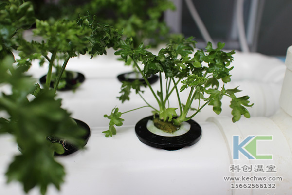 無土栽培,無土栽培技術,無土栽培設備