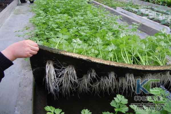 無土栽培技術，溫室大棚造價，蔬菜大棚，無土栽培