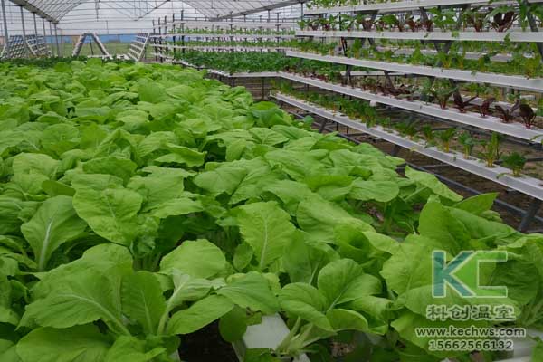無土栽培技術,無土栽培設備,魚菜共生,溫室大棚