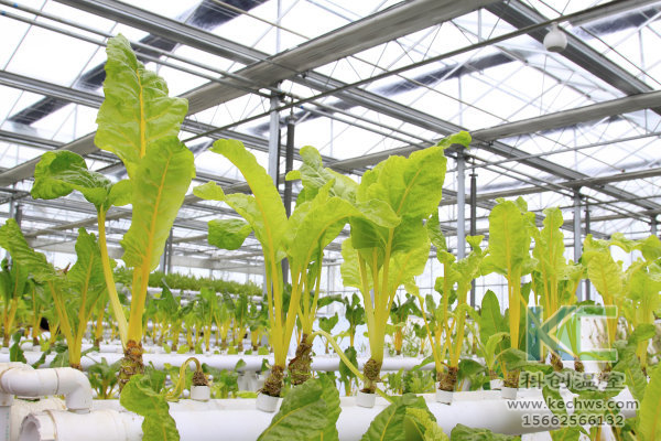無土栽培,無土栽培技術(shù),無土栽培設(shè)備
