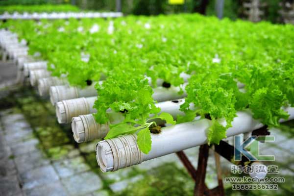 無土栽培,無土栽培技術,無土栽培設備,蔬菜栽培