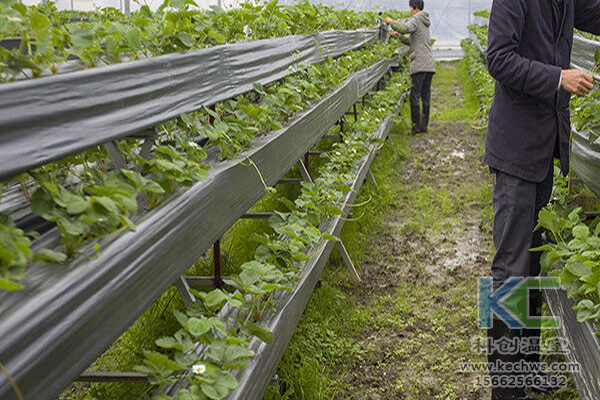 蔬菜無(wú)土栽培，無(wú)土栽培技術(shù)，無(wú)土栽培設(shè)備，無(wú)土栽培