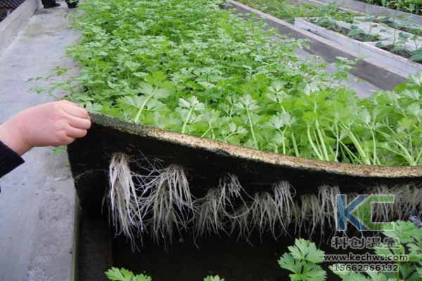 無土栽培技術(shù)，無土栽培設(shè)備，無土栽培，溫室大棚