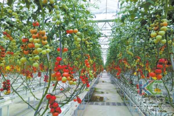 無土栽培技術，溫室大棚造價，蔬菜大棚，無土栽培