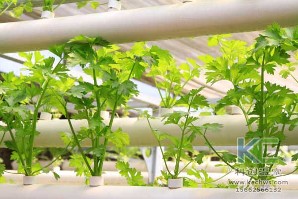 無土栽培，無土栽培技術，無土栽培設備