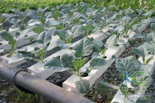 無土栽培技術,無土栽培設備,魚菜共生,溫室大棚