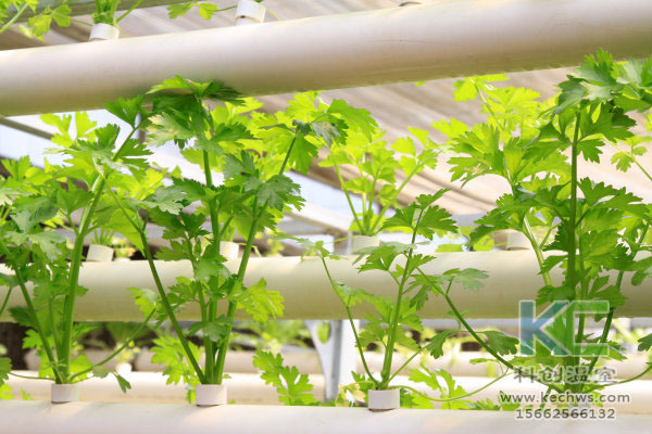 無土栽培技術,無土栽培設備,無土栽培,溫室大棚